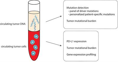 Immunotherapy in Breast Cancer and the Potential Role of Liquid Biopsy